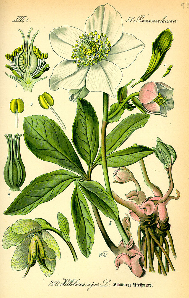 640px Illustration Helleborus niger0