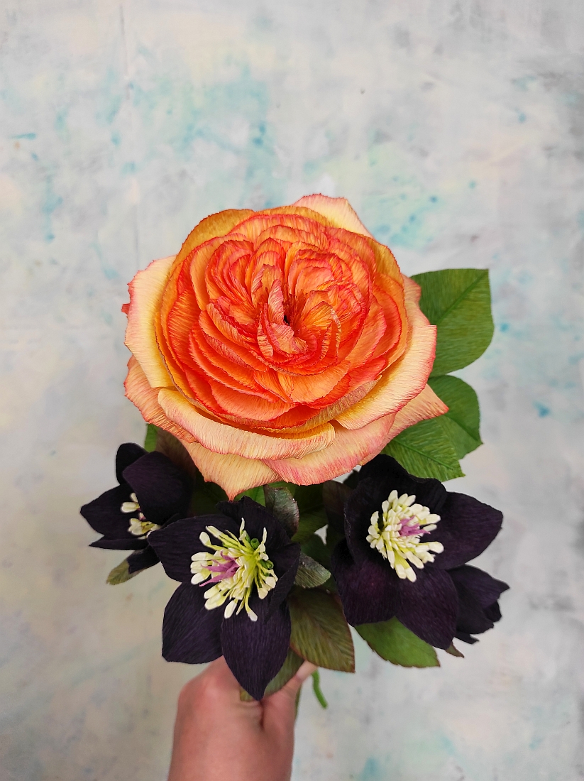 Angolrózsa hunyorral