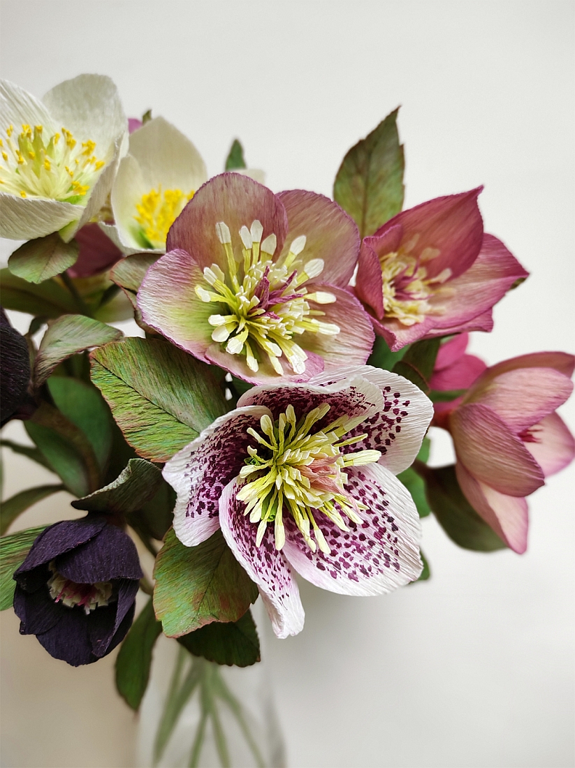 Különböző hunyorfajták