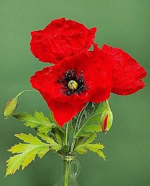 Díszpipacs papírból